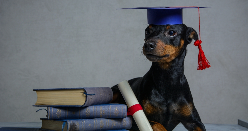 The Best Campuses For Your Furry Friends